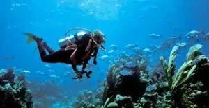 A scuba diver exploring the ocean off the Sunshine Coast.